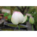 NELUMBO 'Cranberry Kiss'