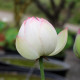 NELUMBO 'Cranberry Kiss'