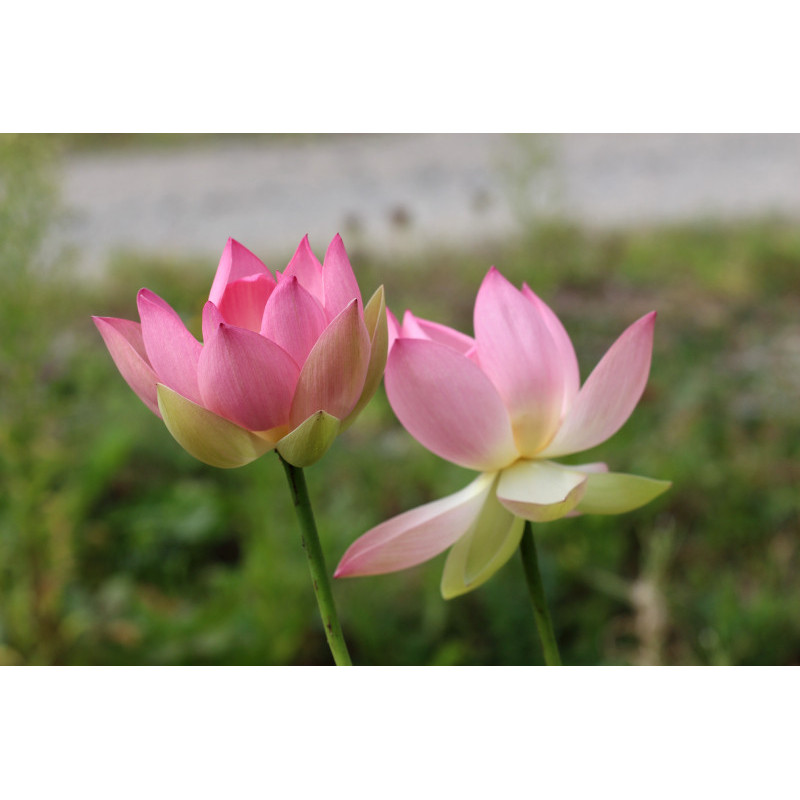 NELUMBO 'Patricia Garrett'