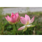 NELUMBO 'Patricia Garrett'