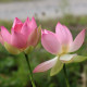 NELUMBO 'Patricia Garrett'