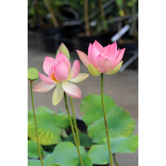 NELUMBO 'Patricia Garrett'