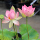 NELUMBO 'Patricia Garrett'