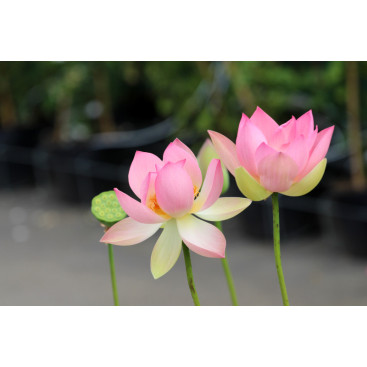 NELUMBO \'Patricia Garrett\'