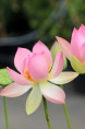 NELUMBO 'Patricia Garrett'
