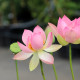 NELUMBO 'Patricia Garrett'