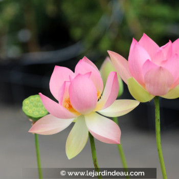 NELUMBO &#039;Patricia Garrett&#039;