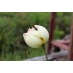 NELUMBO 'Patricia Garrett'