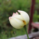 NELUMBO 'Patricia Garrett'