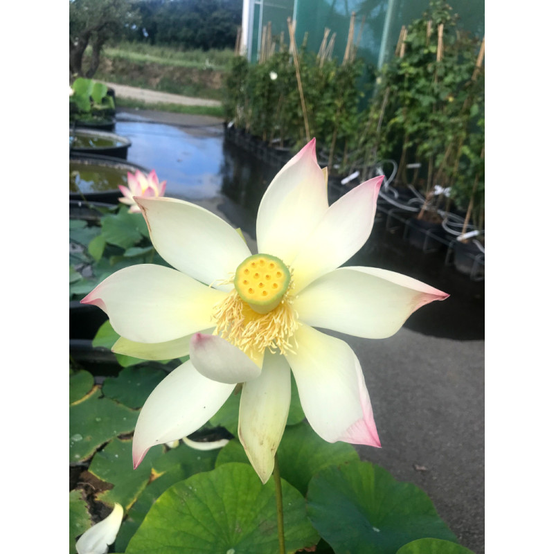NELUMBO 'Patricia Garrett'