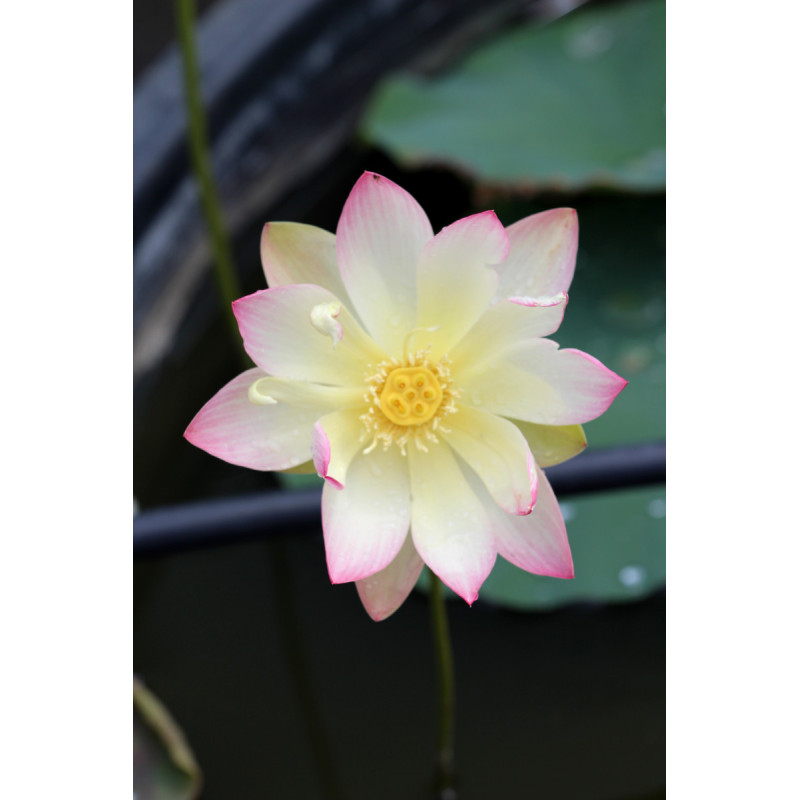 NELUMBO 'Princess Abby of Ten-Mile-Creek'