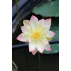NELUMBO 'Princess Abby of Ten-Mile-Creek'