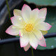 NELUMBO 'Princess Abby of Ten-Mile-Creek'