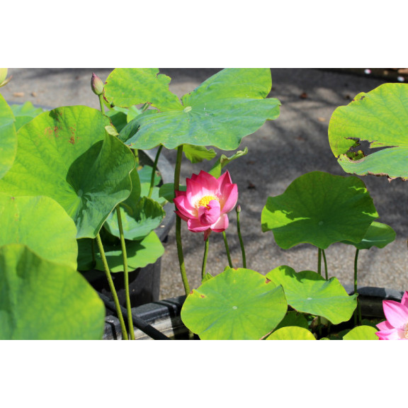 NELUMBO 'Princess Abby of Ten-Mile-Creek'