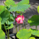 NELUMBO 'Princess Abby of Ten-Mile-Creek'