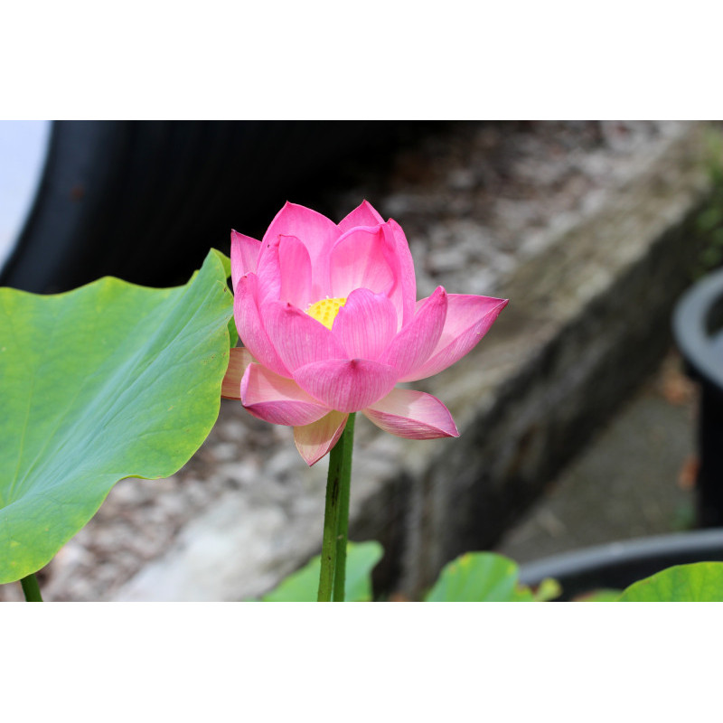 NELUMBO 'Princess Abby of Ten-Mile-Creek'
