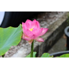 NELUMBO 'Princess Abby of Ten-Mile-Creek'