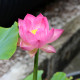 NELUMBO 'Princess Abby of Ten-Mile-Creek'