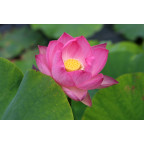 NELUMBO 'Princess Abby of Ten-Mile-Creek'