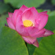 NELUMBO 'Princess Abby of Ten-Mile-Creek'