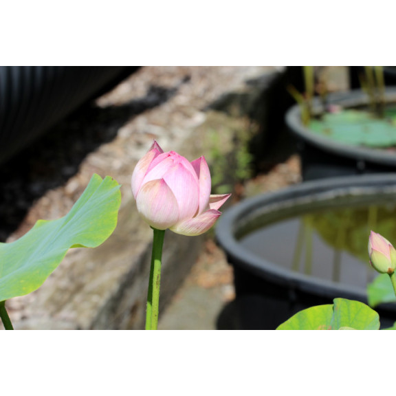 NELUMBO 'Princess Abby of Ten-Mile-Creek'