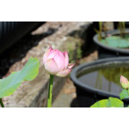 NELUMBO 'Princess Abby of Ten-Mile-Creek'
