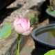 NELUMBO 'Princess Abby of Ten-Mile-Creek'