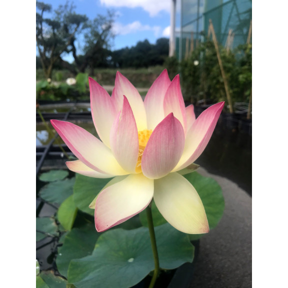 NELUMBO 'Princess Abby of Ten-Mile-Creek'