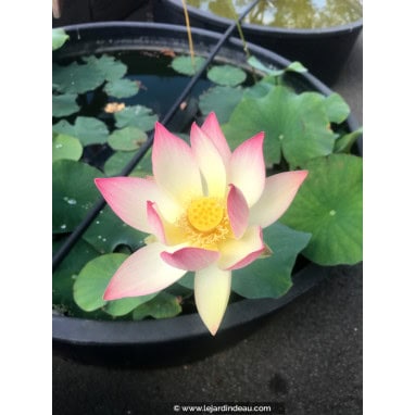 NELUMBO \'Princess Abby of Ten-Mile-Creek\' - Lotus