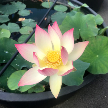 NELUMBO &#039;Princess Abby of Ten-Mile-Creek&#039;