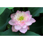 NELUMBO 'Rosea Plena'