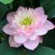 NELUMBO 'Rosea Plena'