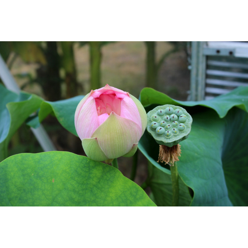 NELUMBO 'Rosea Plena'