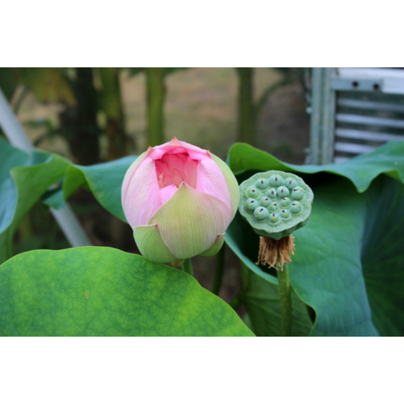 NELUMBO 'Rosea Plena'