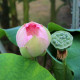 NELUMBO 'Rosea Plena'