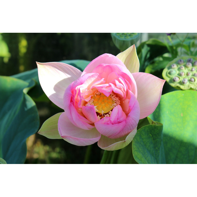 NELUMBO 'Rosea Plena'