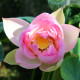 NELUMBO 'Rosea Plena'