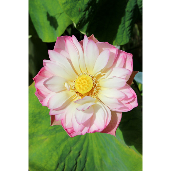 NELUMBO 'Rosea Plena'