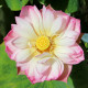 NELUMBO 'Rosea Plena'