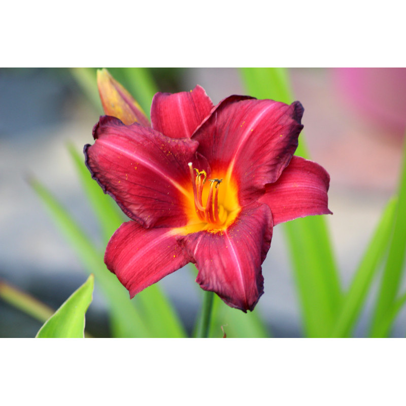 HEMEROCALLIS 'Crimson Glory'