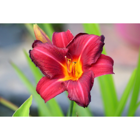 HEMEROCALLIS 'Crimson Glory'