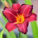 HEMEROCALLIS 'Crimson Glory'