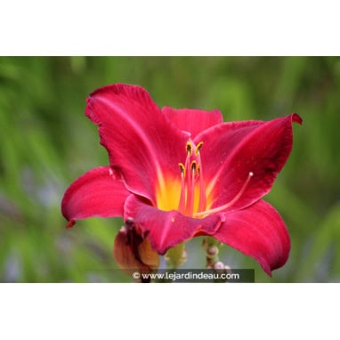 HEMEROCALLIS \'Crimson Glory\' - Lis d\'un jour, Hemerocalle