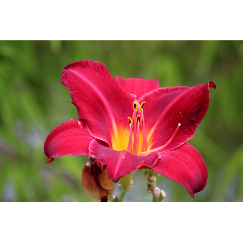 HEMEROCALLIS 'Crimson Glory'
