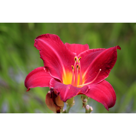 HEMEROCALLIS 'Crimson Glory'