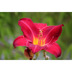 HEMEROCALLIS 'Crimson Glory'