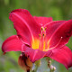 HEMEROCALLIS 'Crimson Glory'
