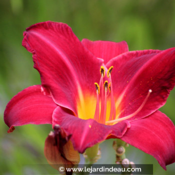 HEMEROCALLIS &#039;Crimson Glory&#039;