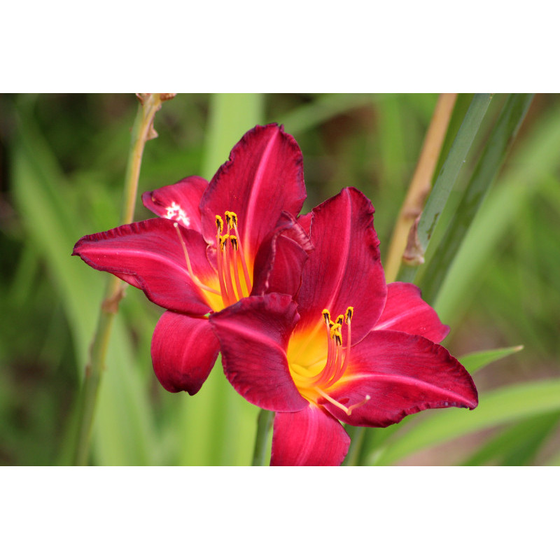 HEMEROCALLIS 'Crimson Glory'