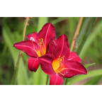 HEMEROCALLIS 'Crimson Glory'